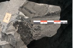 Foto (Detailansicht) von Zamiostrobus lunzensis Ettingshausen (NHMW-GEO-2024-0188-10604)